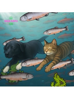 Huile Animaux 10% Chanvre Arôme Saumon ZENiMO+