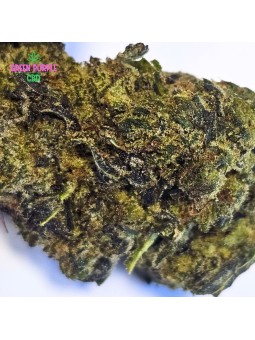 Fleur Zombie Kush 🧟