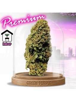 PROMOTION Fleur Florida Og CBD