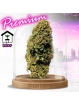 PROMOTION Fleur Florida Og CBD