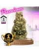 Fleur Mela Sour 🏆 Gagnante Amsterdam 2024