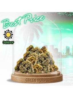 Small Bud PREMIUM G13 HAZE